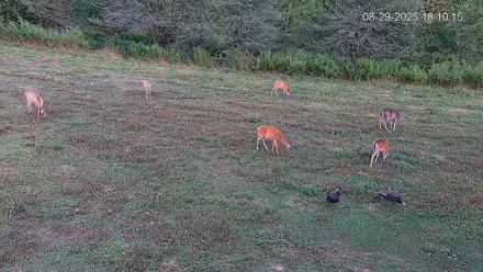 Pennsylvania Elk Live Webcam - Aug 29, 2025, 6:10pm EDT