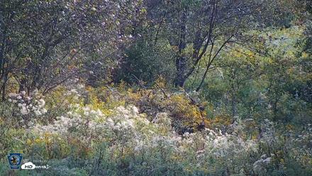 Pennsylvania Elk Live Webcam - Sep 6, 2026, 9:32am EDT