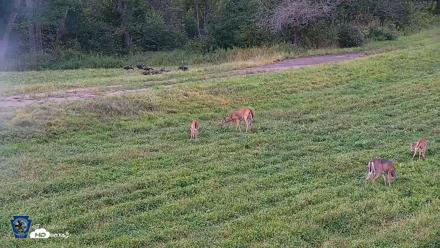 Pennsylvania Elk Live Webcam - Sep 8, 2026, 6:33pm EDT