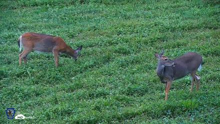 Pennsylvania Elk Live Webcam - Sep 5, 2026, 7:59am EDT