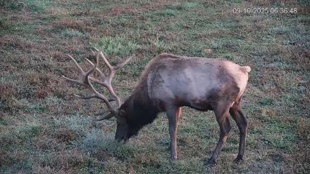 Pennsylvania Elk Live Webcam - Sep 10, 2025, 6:37am EDT