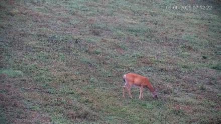 Pennsylvania Elk Live Webcam - Sep 6, 2025, 7:53am EDT