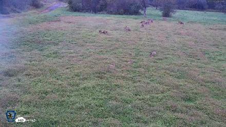 Pennsylvania Elk Live Webcam - Sep 27, 2026, 6:05pm EDT