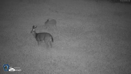 Pennsylvania Elk Live Webcam - Sep 28, 2026, 7:24pm EDT