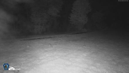 Pennsylvania Elk Live Webcam - Oct 2, 2026, 8:57pm EDT