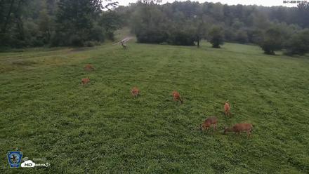 Pennsylvania Elk Live Webcam - Aug 11, 2026, 6:19am EDT