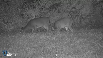 Pennsylvania Elk Live Webcam - Oct 2, 2026, 7:52pm EDT
