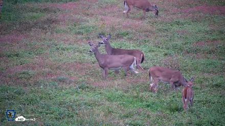 Pennsylvania Elk Live Webcam - Oct 2, 2026, 6:21pm EDT