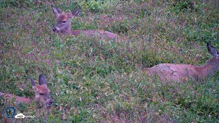 Pennsylvania Elk Live Webcam - Sep 27, 2026, 4:01pm EDT