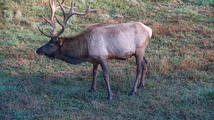 Pennsylvania Elk Live Webcam - Sep 9, 2025, 7:56am EDT