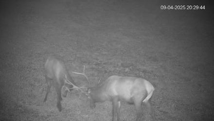 Pennsylvania Elk Live Webcam - Sep 4, 2025, 8:32pm EDT