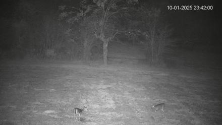 Pennsylvania Elk Live Webcam - Oct 1, 2025, 11:42pm EDT