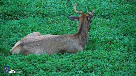 Pennsylvania Elk Live Webcam - Aug 6, 2026, 8:01am EDT