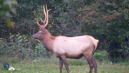 Pennsylvania Elk Live Webcam - Sep 9, 2026, 7:13pm EDT