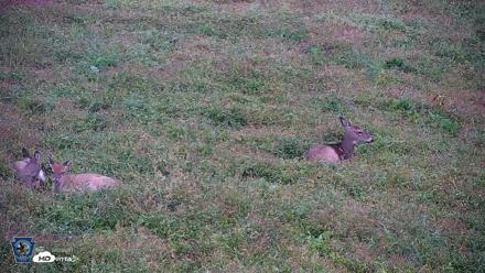 Pennsylvania Elk Live Webcam - Oct 1, 2026, 8:34am EDT