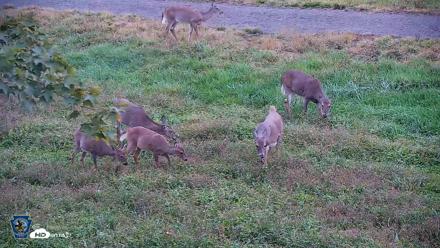 Pennsylvania Elk Live Webcam - Oct 1, 2026, 6:35pm EDT