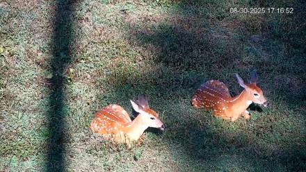 Pennsylvania Elk Live Webcam - Aug 30, 2025, 5:18pm EDT