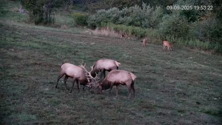 Pennsylvania Elk Live Webcam - Sep 9, 2025, 7:54pm EDT