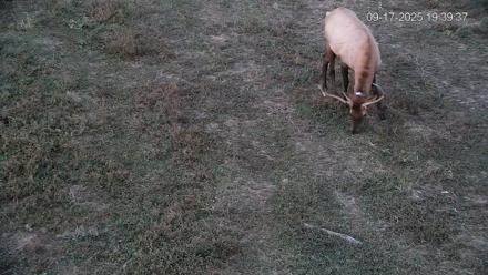 Pennsylvania Elk Live Webcam - Sep 17, 2025, 7:40pm EDT