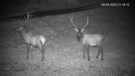 Pennsylvania Elk Live Webcam - Sep 4, 2025, 9:20pm EDT