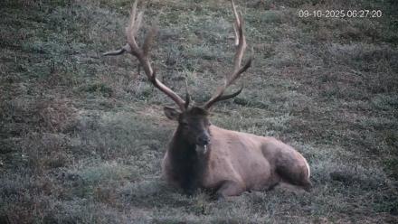 Pennsylvania Elk Live Webcam - Sep 10, 2025, 6:28am EDT