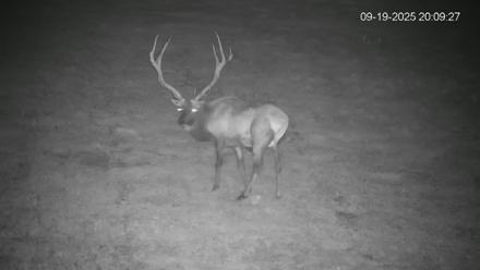Pennsylvania Elk Live Webcam - Sep 19, 2025, 8:10pm EDT