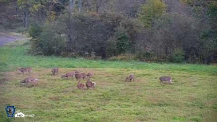 Pennsylvania Elk Live Webcam - Sep 27, 2026, 6:22pm EDT
