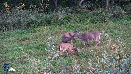 Pennsylvania Elk Live Webcam - Sep 30, 2026, 5:28pm EDT