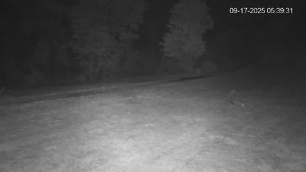 Pennsylvania Elk Live Webcam - Sep 17, 2025, 5:40am EDT