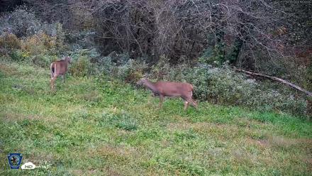Pennsylvania Elk Live Webcam - Sep 29, 2026, 6:45pm EDT