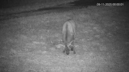 Pennsylvania Elk Live Webcam - Sep 11, 2025, 12:00am EDT