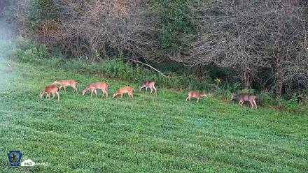 Pennsylvania Elk Live Webcam - Sep 7, 2026, 6:55pm EDT