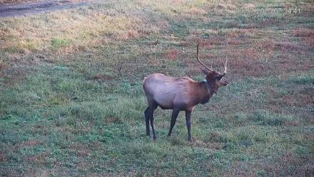 Pennsylvania Elk Live Webcam - Sep 17, 2025, 7:35am EDT