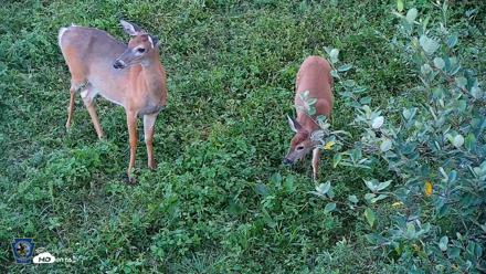 Pennsylvania Elk Live Webcam - Sep 5, 2026, 6:42pm EDT