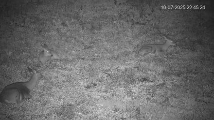 Pennsylvania Elk Live Webcam - Oct 7, 2025, 10:46pm EDT