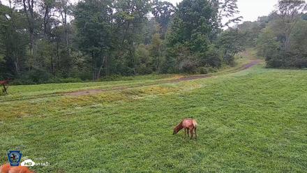 Pennsylvania Elk Live Webcam - Aug 9, 2026, 6:41am EDT