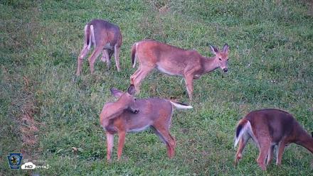 Pennsylvania Elk Live Webcam - Sep 8, 2026, 6:47pm EDT