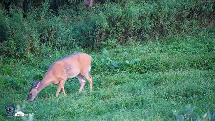 Pennsylvania Elk Live Webcam - Aug 18, 2026, 7:20pm EDT