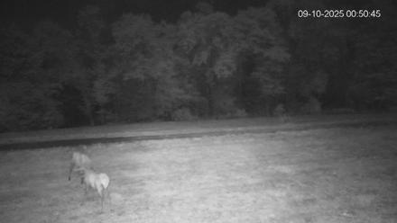 Pennsylvania Elk Live Webcam - Sep 10, 2025, 12:51am EDT