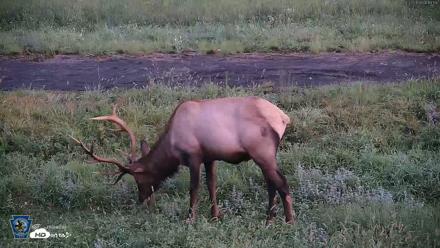 Pennsylvania Elk Live Webcam - Aug 27, 2026, 6:20am EDT