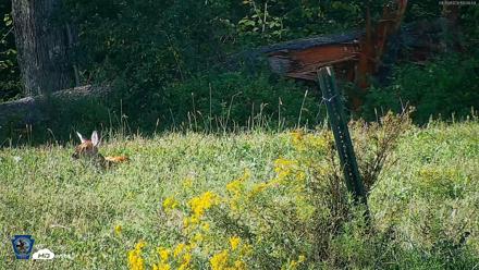 Pennsylvania Elk Live Webcam - Sep 6, 2026, 4:31pm EDT