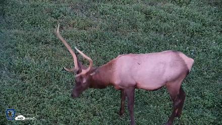 Pennsylvania Elk Live Webcam - Sep 6, 2026, 7:54pm EDT