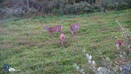 Pennsylvania Elk Live Webcam - Sep 26, 2026, 6:58pm EDT