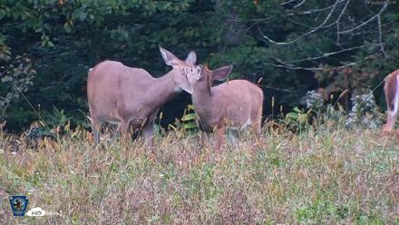 Pennsylvania Elk Live Webcam - Sep 29, 2026, 6:33pm EDT