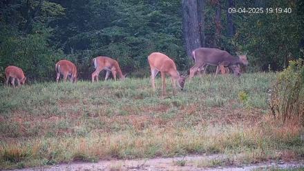 Pennsylvania Elk Live Webcam - Sep 4, 2025, 7:20pm EDT