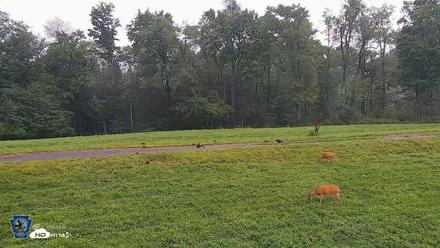 Pennsylvania Elk Live Webcam - Aug 11, 2026, 7:50am EDT