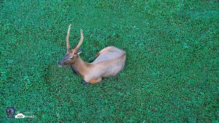 Pennsylvania Elk Live Webcam - Aug 6, 2026, 7:48pm EDT