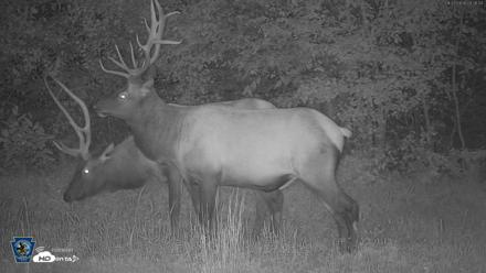 Pennsylvania Elk Live Webcam - Aug 27, 2026, 8:27pm EDT