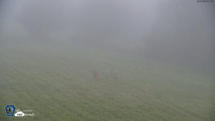 Pennsylvania Elk Live Webcam - Sep 7, 2026, 7:14am EDT