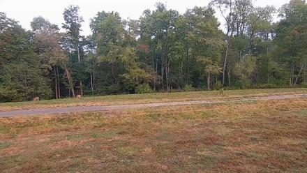 Pennsylvania Elk Live Webcam - Sep 4, 2025, 6:47am EDT